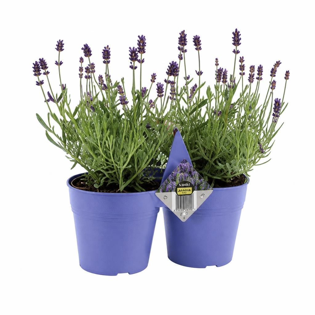 Lavanda Duo Komad Akcija u trgovini Lidl