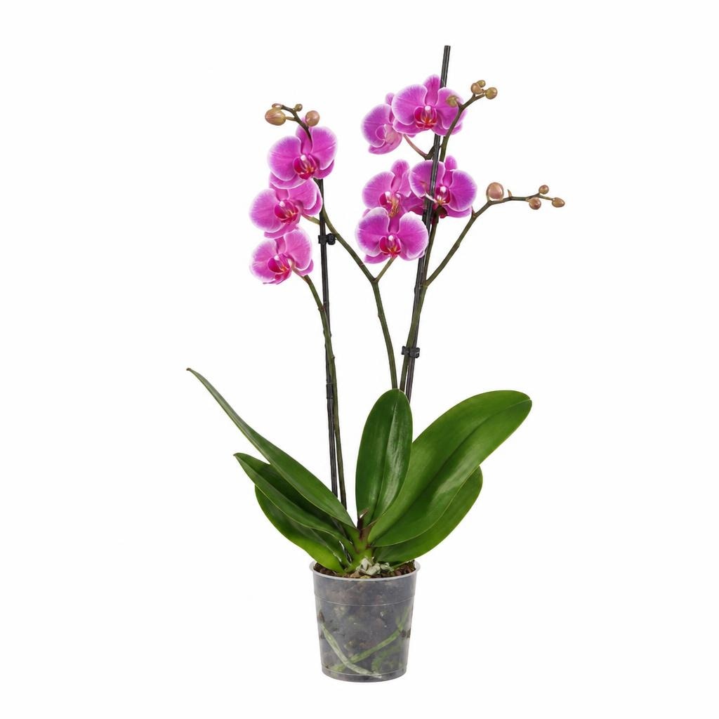 Orhideja phalaenopsis Komad Akcija u trgovini Lidl