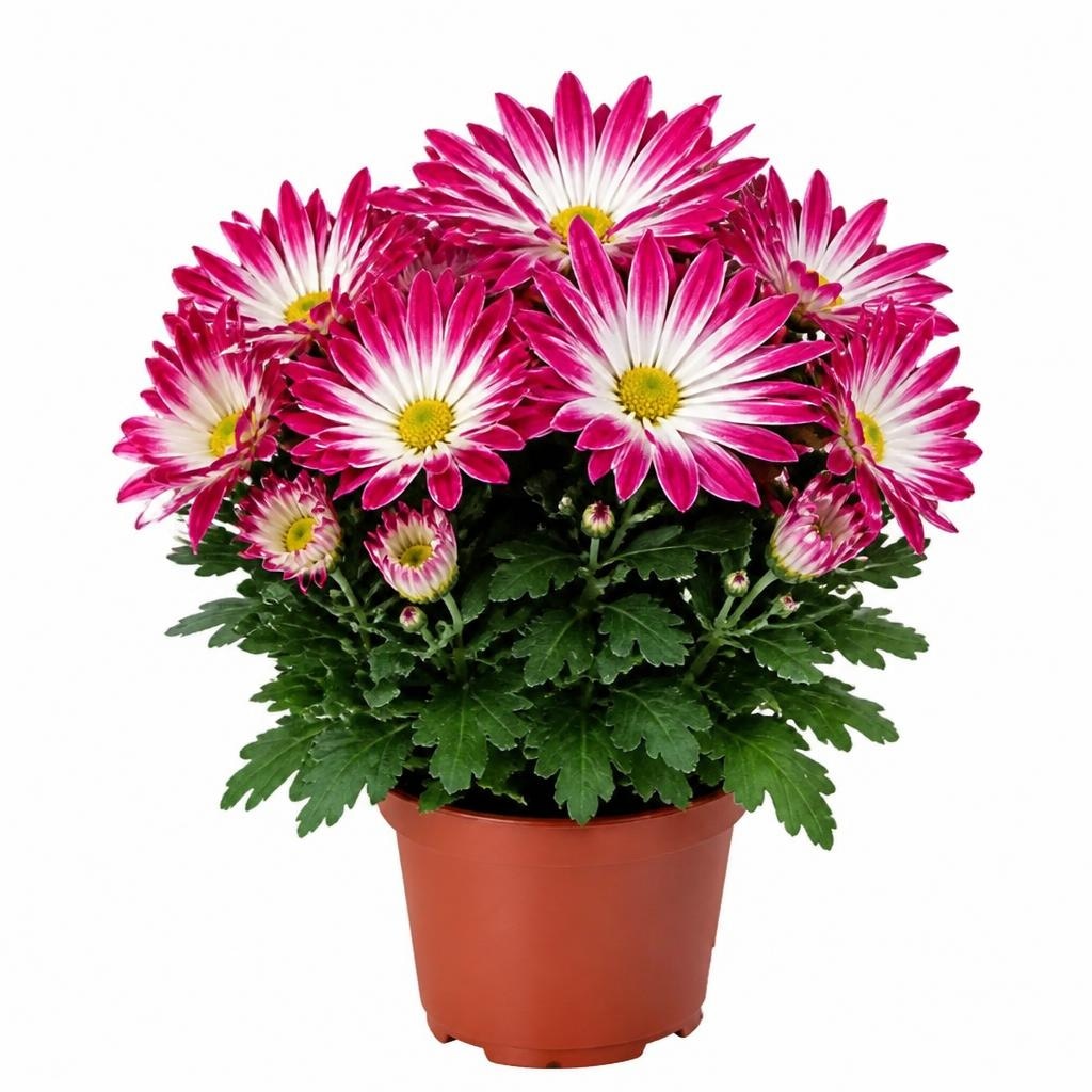Krizantema Bicolor Ø 13 cm, visina 25 cm Akcija u trgovini Plodine