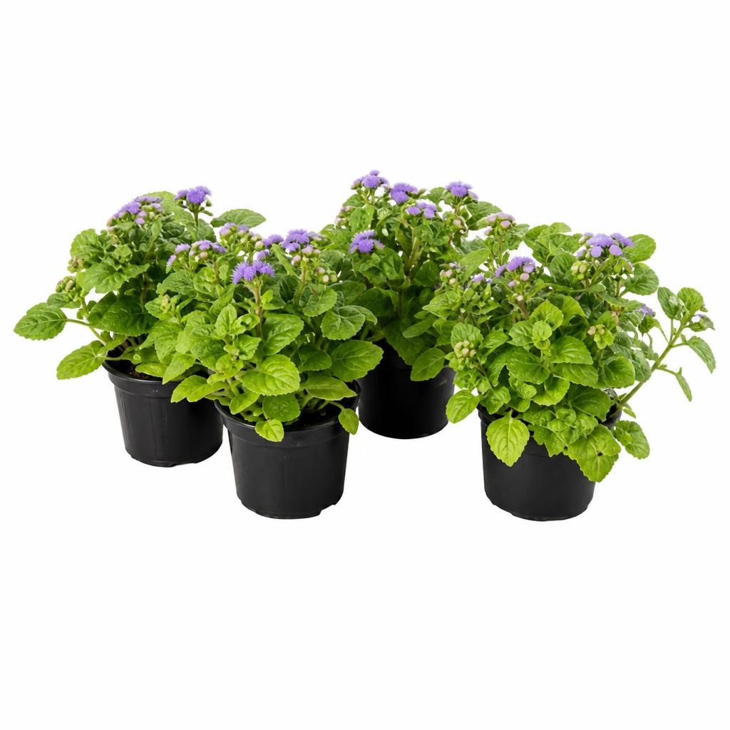 Ageratum - Akcija u trgovini Plodine