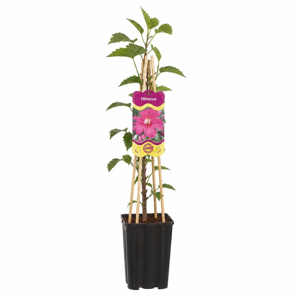 Hibiskus Komad Akcija u trgovini Lidl