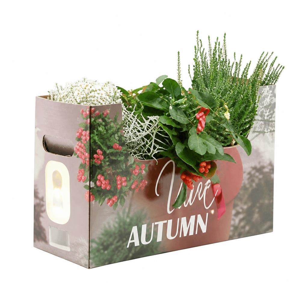Mix jesenskih trajnica Perennial Autumn Akcija u trgovini Plodine