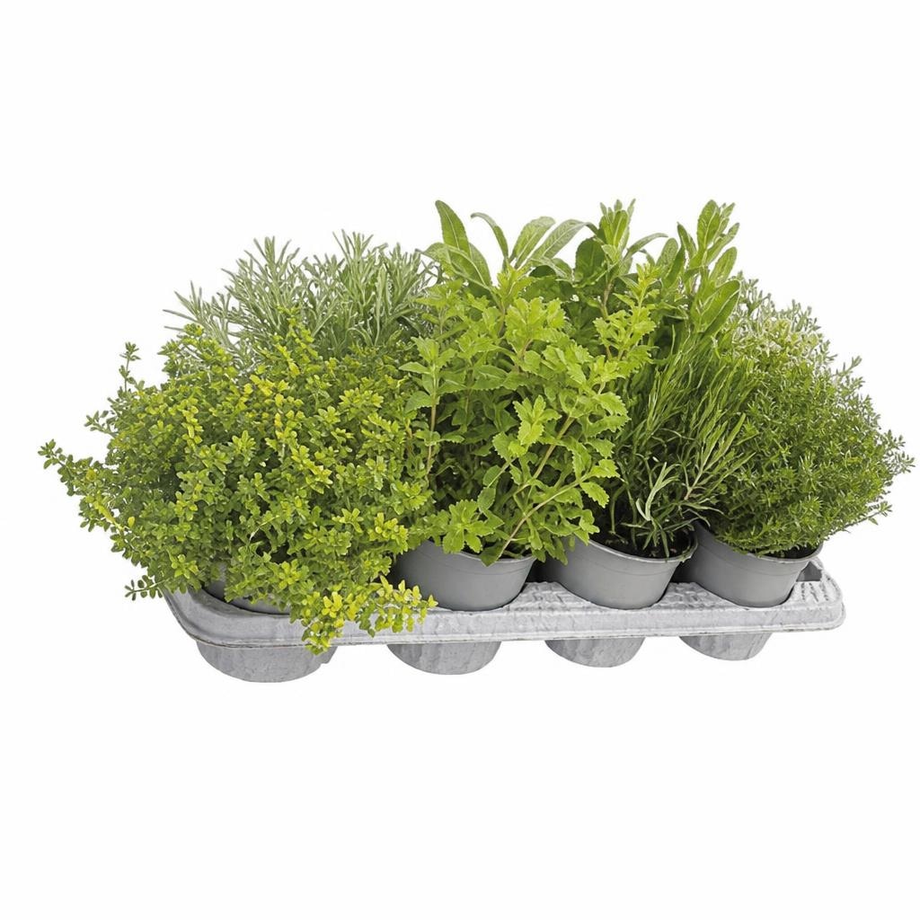 Aromatično bilje mix promjera 14 cm Akcija u trgovini KTC