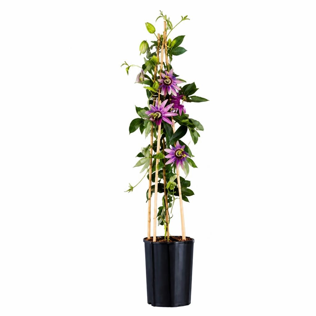 Pasiflora - Akcija u trgovini Lidl