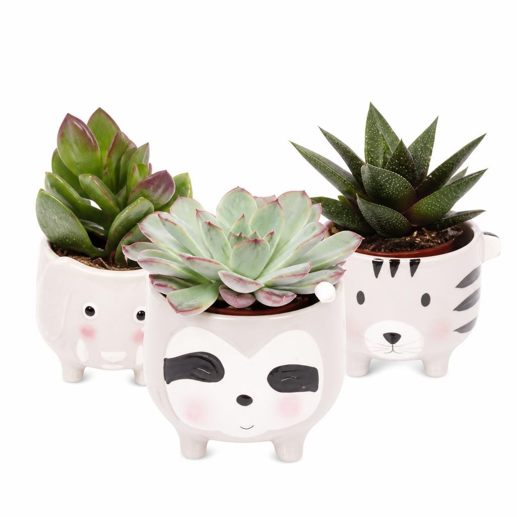 Succulenten - Akcija u trgovini Konzum