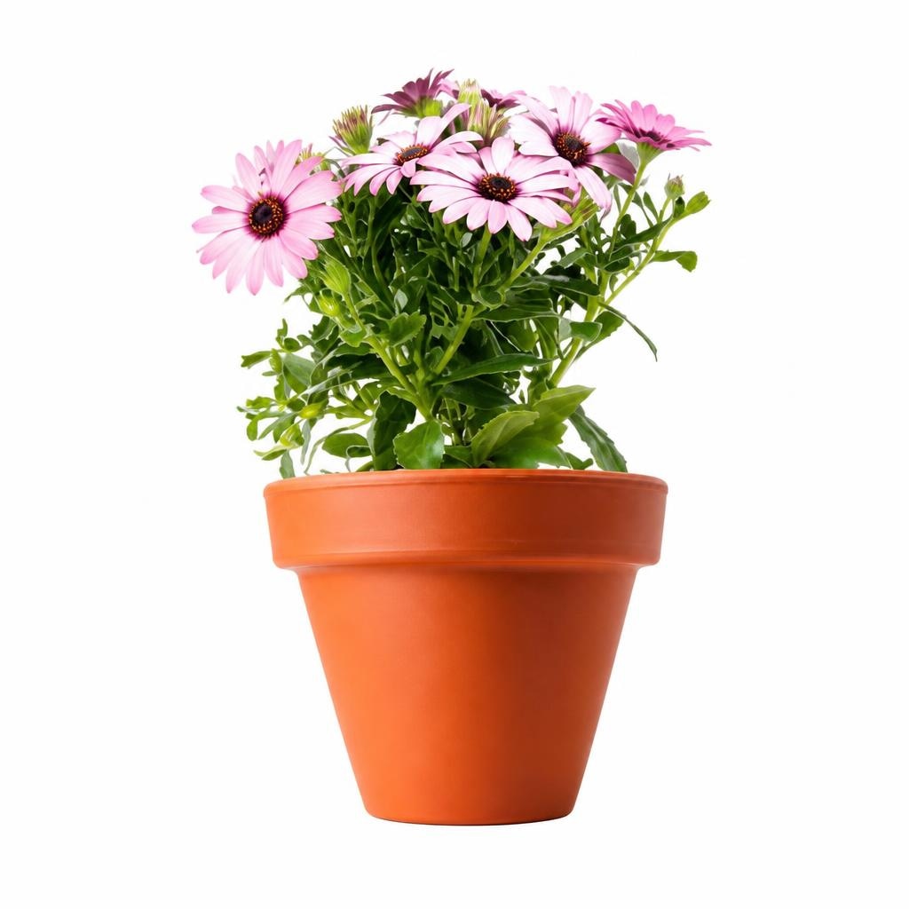 Afrička tratinčica-Osteospermum 1 komad - Akcija u trgovini Kaufland