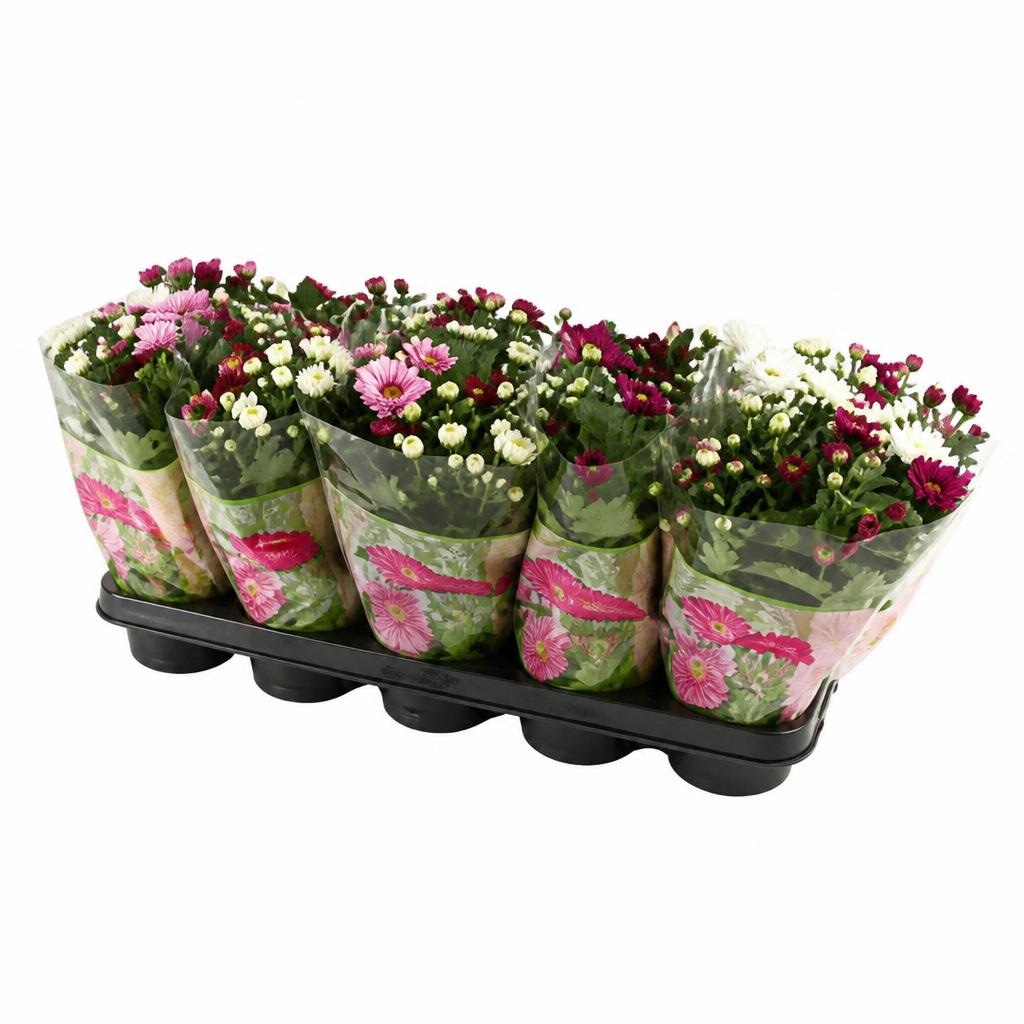 Krizantema Rainbow Mix lončanica Ø 12 cm, visina 26 cm Akcija u trgovini Plodine