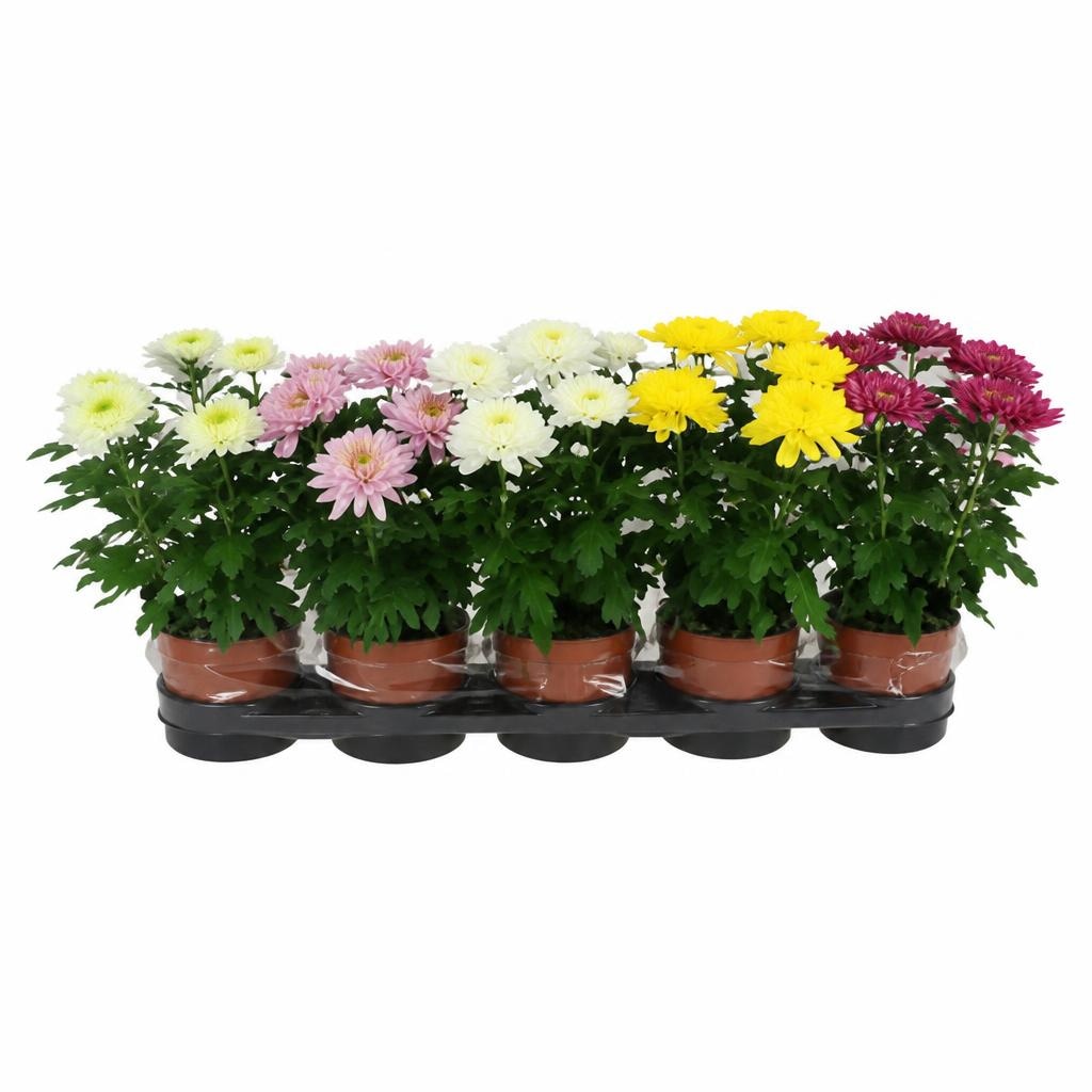 Aranžman Ivana 43 cm * 19 cm Akcija u trgovini Vinkoprom