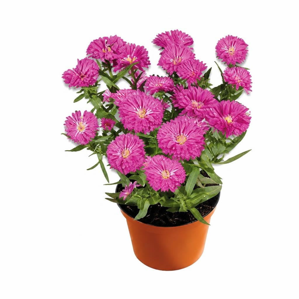 Aster 10,5 cm Akcija u trgovini Kaufland