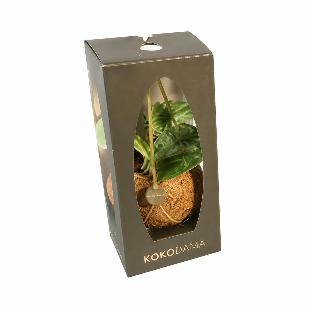 Kokodama Ø 12 cm, 20 cm - Akcija u trgovini Plodine
