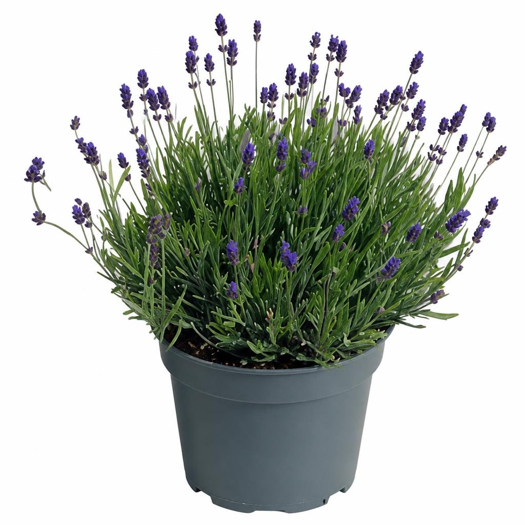 Lavanda 'Essence Purple' - Akcija u trgovini Bauhaus