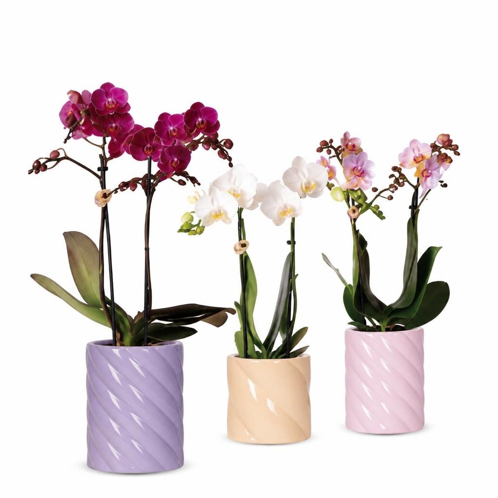 Phalaenopsis kom - Akcija u trgovini Konzum