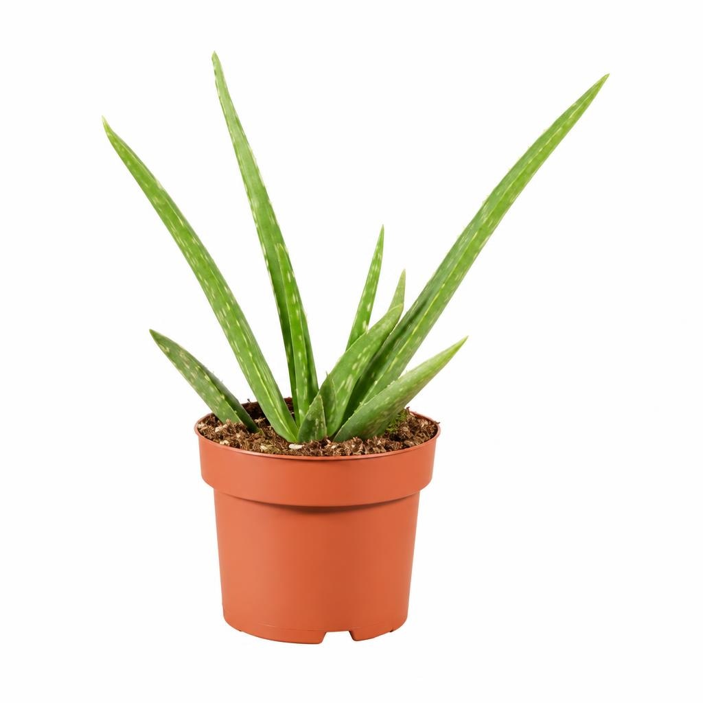 Aloe Vera Komad - Akcija u trgovini Lidl