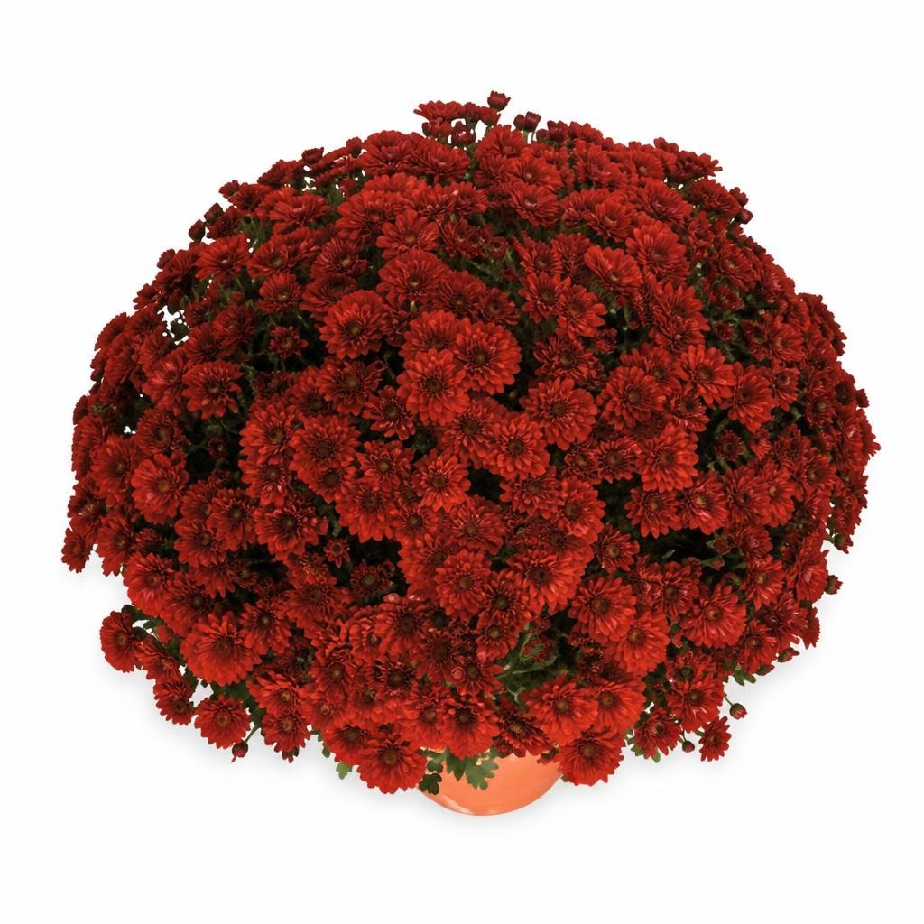 Krizantema multiflora Ø 20 cm Akcija u trgovini Spar
