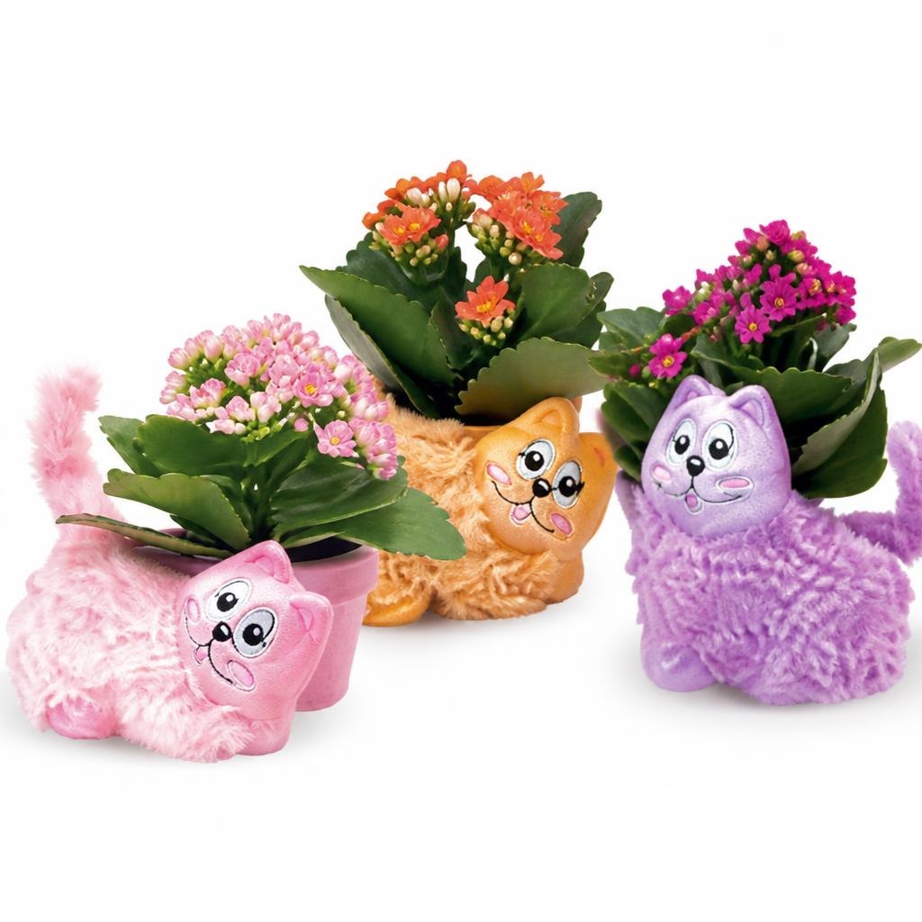 Kalanchoe Mix kom Akcija u trgovini Konzum