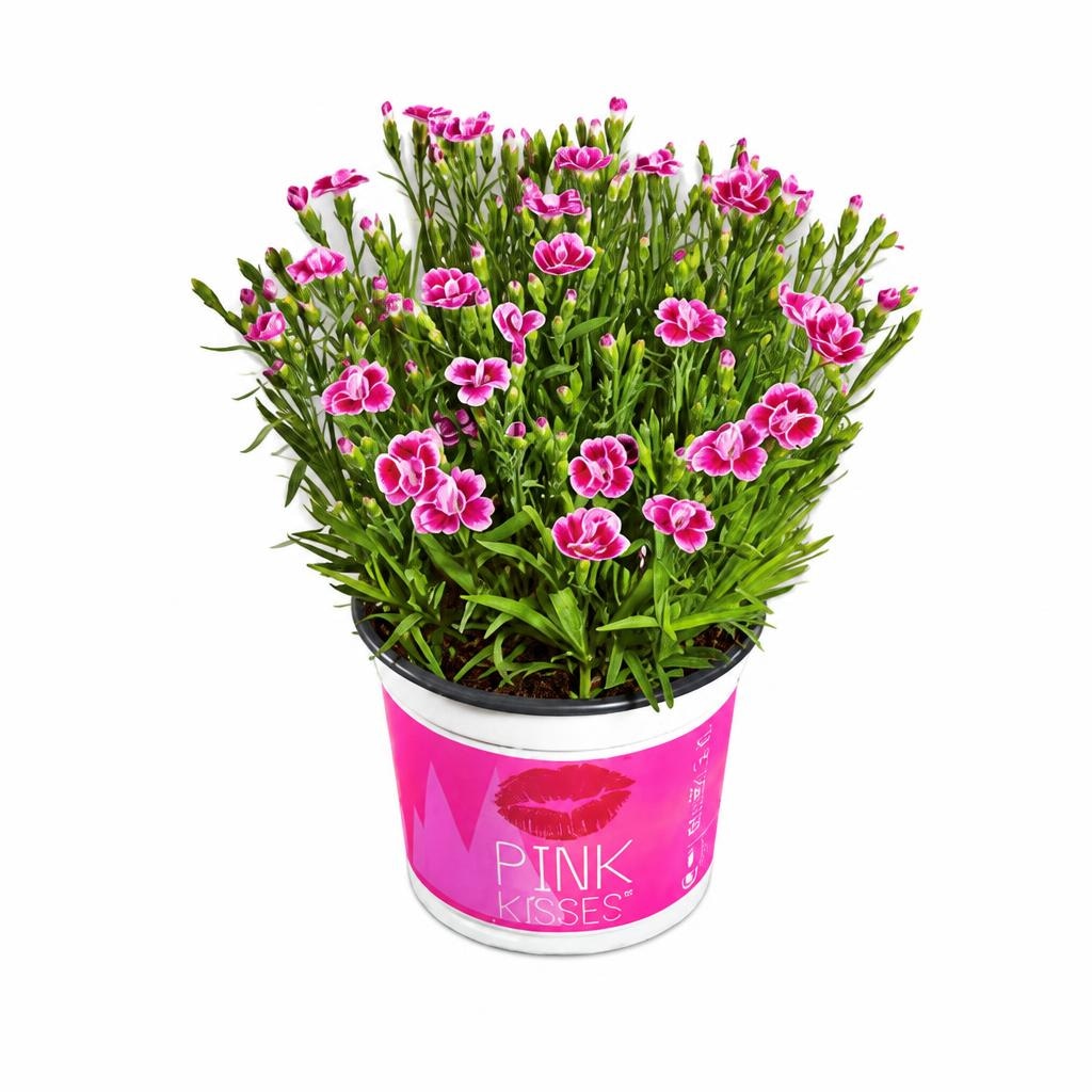 Karanfil Pink kisses 1 komad - Akcija u trgovini Kaufland