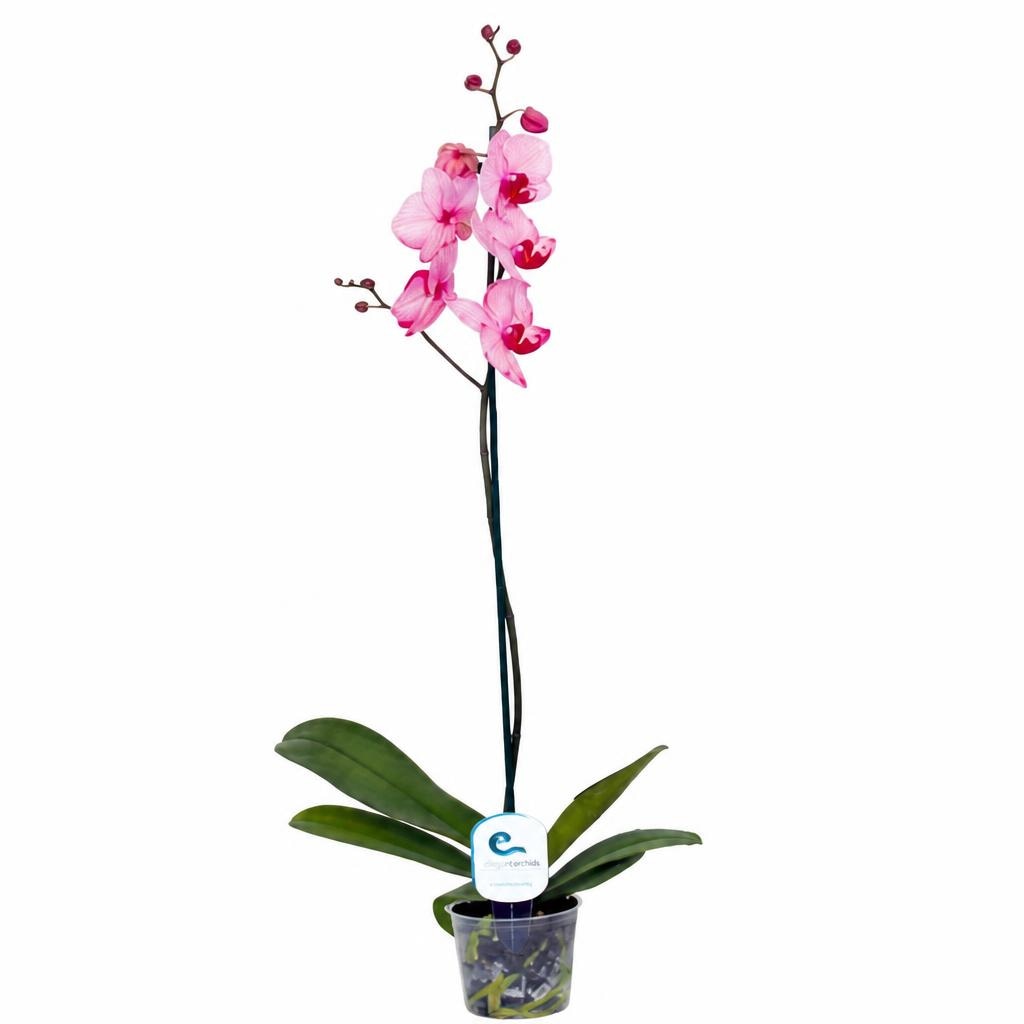 Orhideja Phalaenopsis 1 kom - Akcija u trgovini Spar