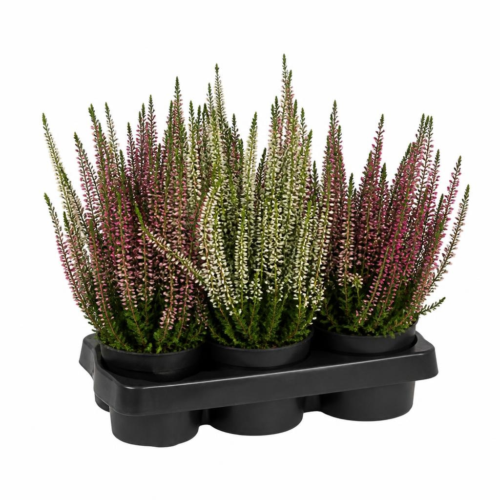 Calluna Garden Girls 20 cm Akcija u trgovini Vinkoprom