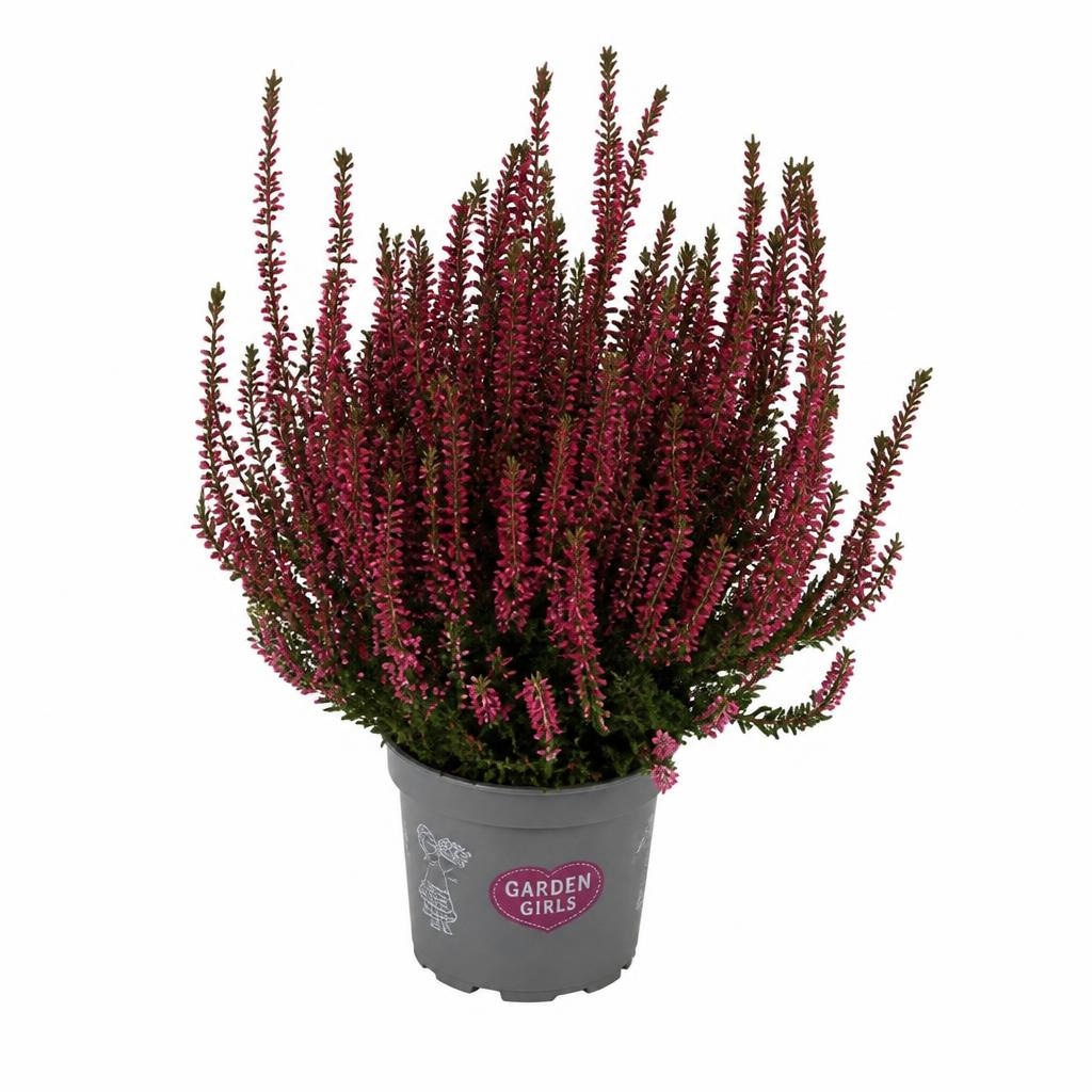 Garden Girls vrijesak promjera 13 cm Akcija u trgovini Kaufland