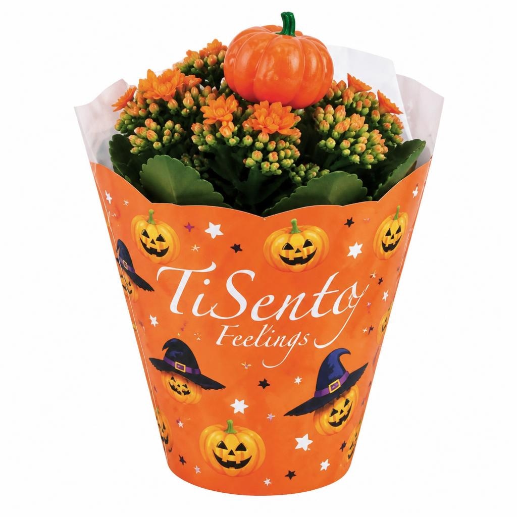 Kalanchoa Halloween TiSento Feelings Akcija u trgovini Plodine