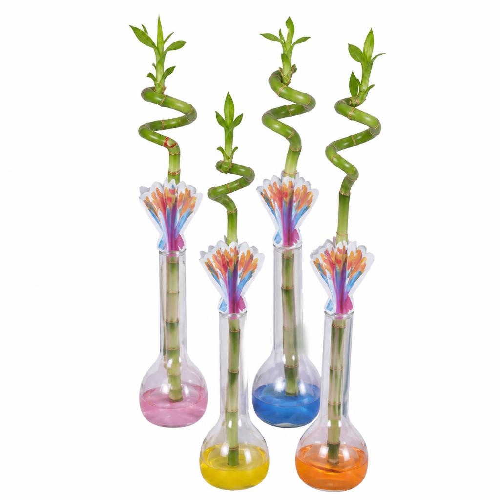 Lucky bamboo Ø 8 cm, 1 kom Akcija u trgovini Spar