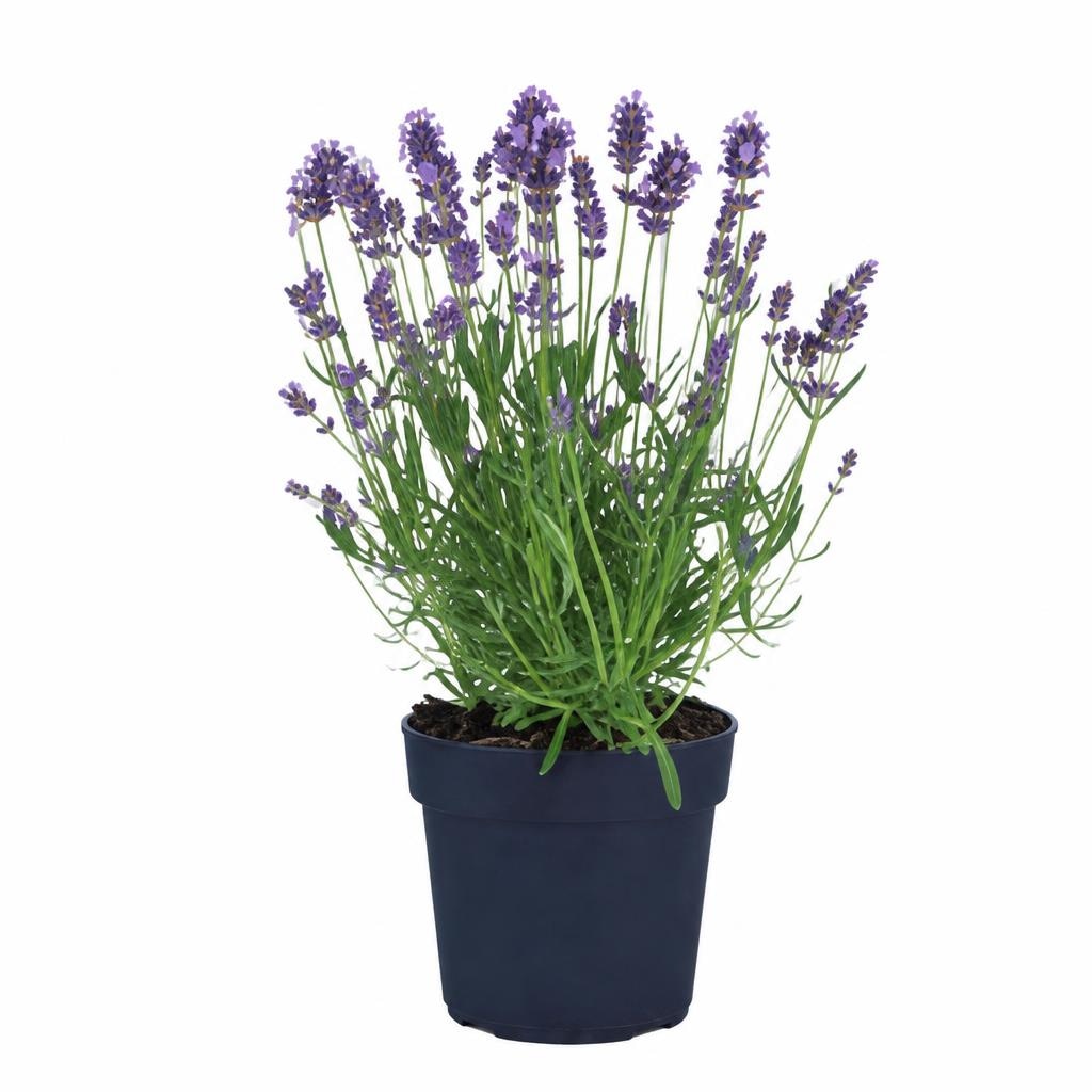 Lavanda Komad - Akcija u trgovini Lidl