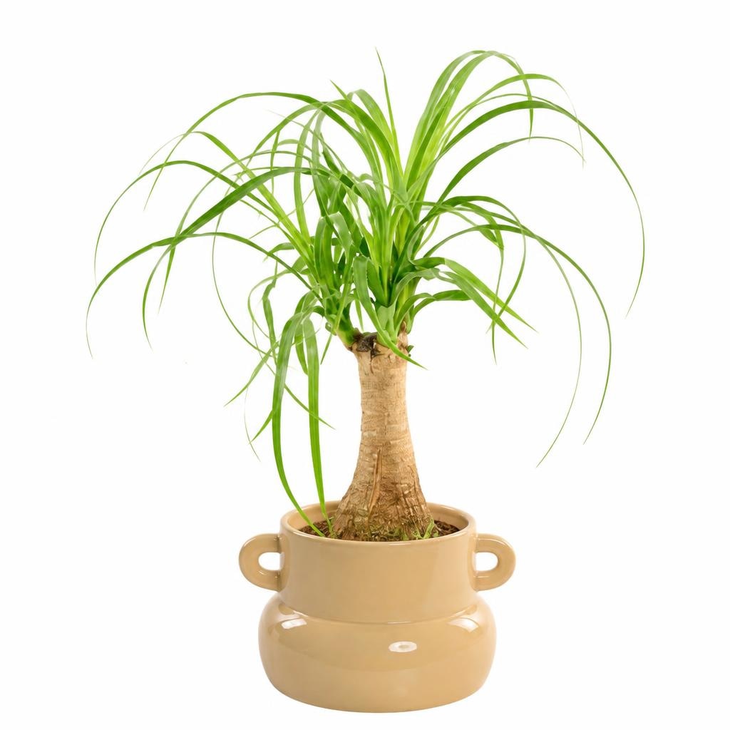 Beaucarnea-Slonova noga 1 kom - Akcija u trgovini Spar