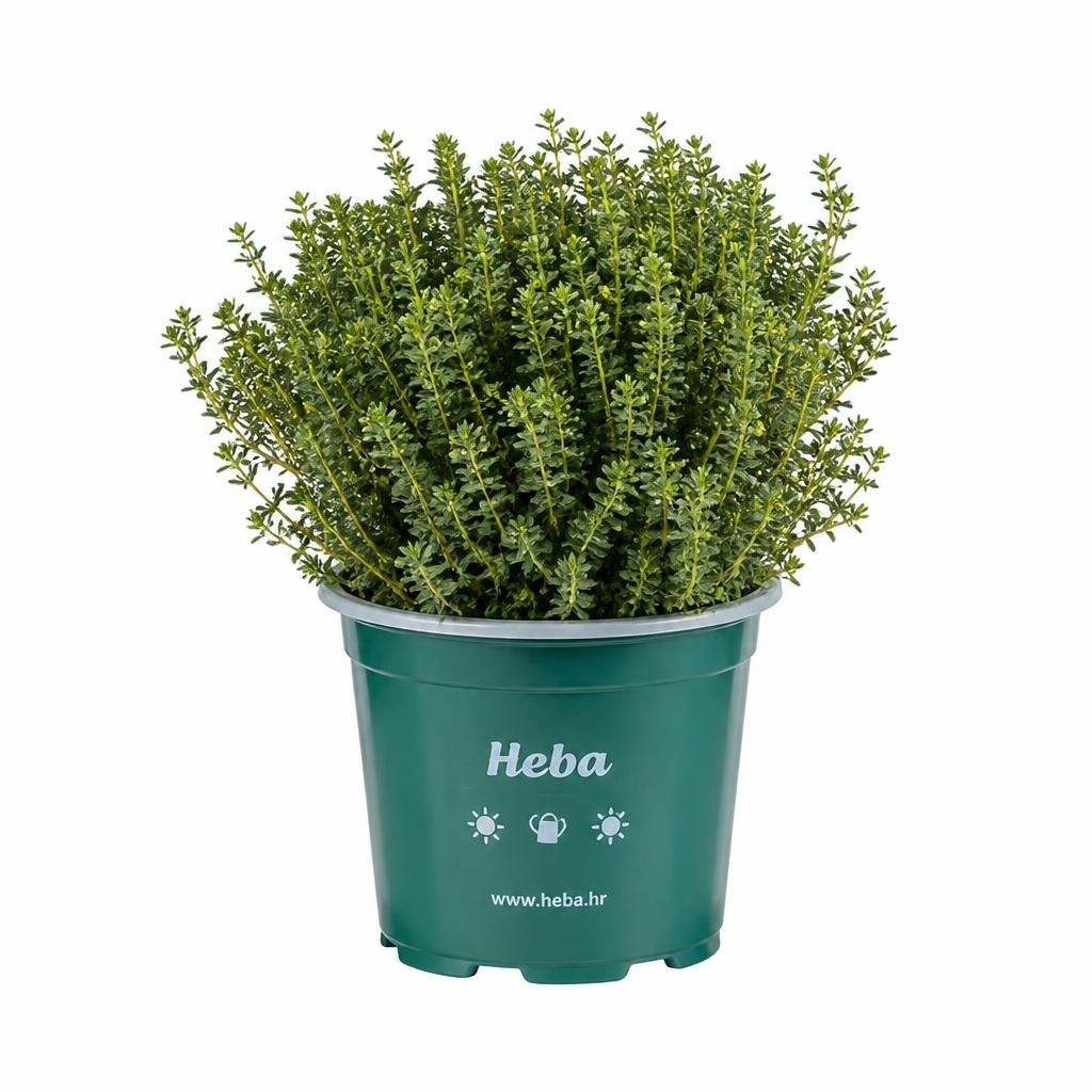 Heba Visina: cca 15-18 cm, Promjer: cca 10 cm Akcija u trgovini Lidl