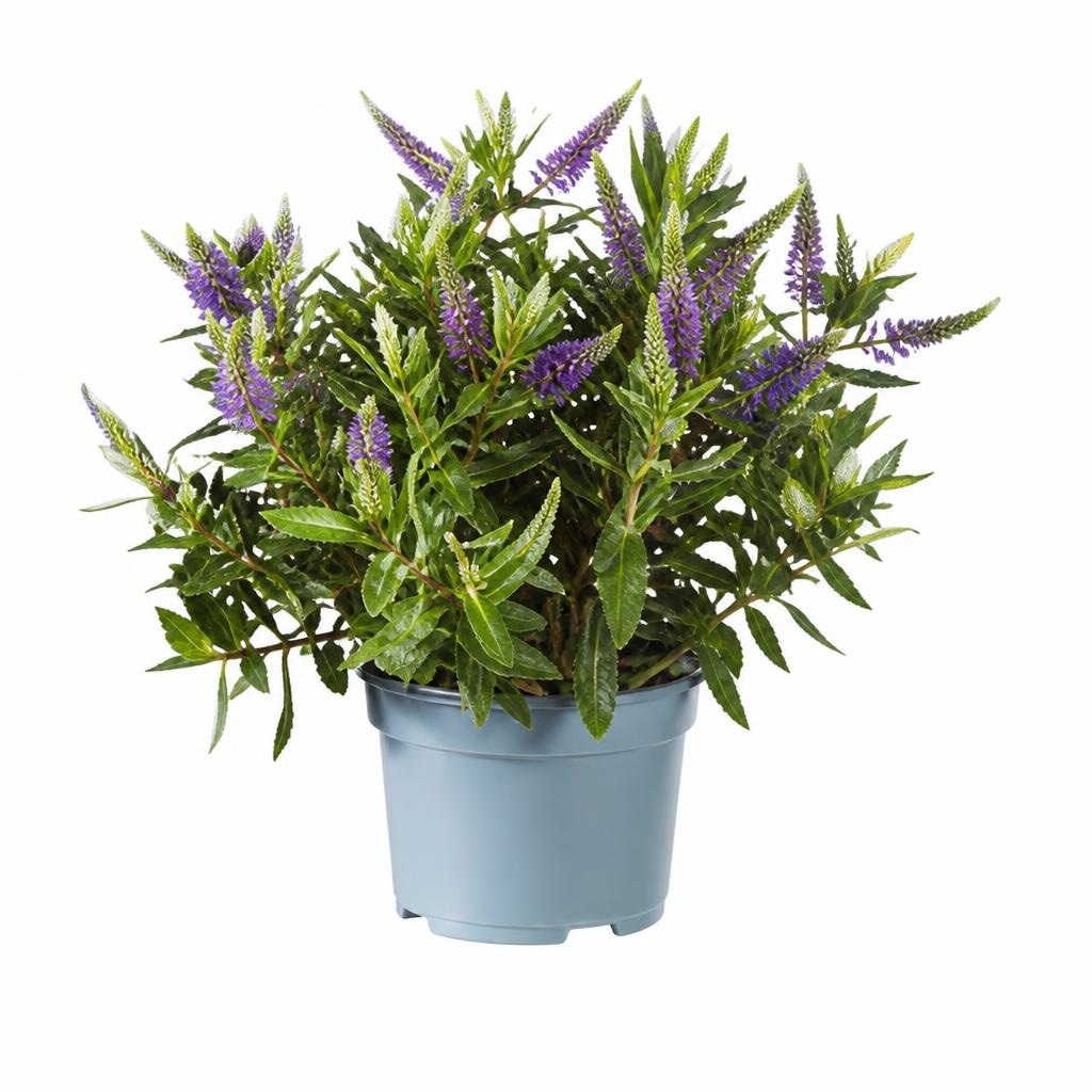 Heba Visina: cca 34 cm, Promjer: cca 15 cm Akcija u trgovini Lidl