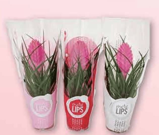 Tillandsia - Akcija u trgovini Plodine