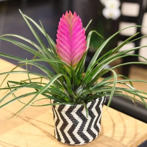 Tillandsia Anita 1 kom - Akcija u trgovini Interspar