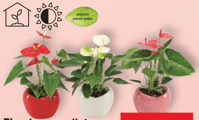 Flamingov cvijet komad - Akcija u trgovini Kaufland