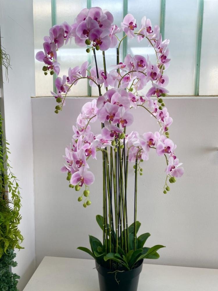 Orhideja u posudi 1 kom - Akcija u trgovini NTL