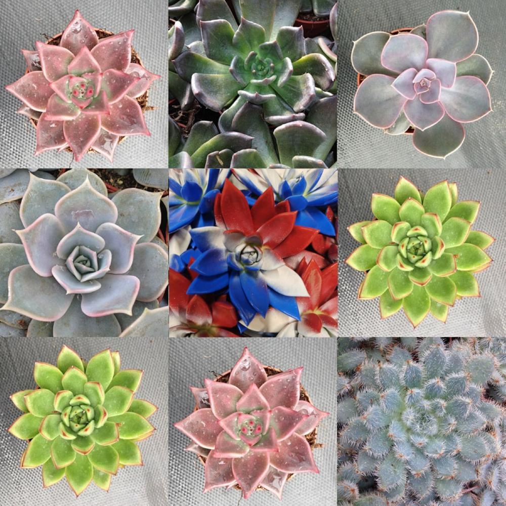 Cvijet Echeveria mix color 1 kom