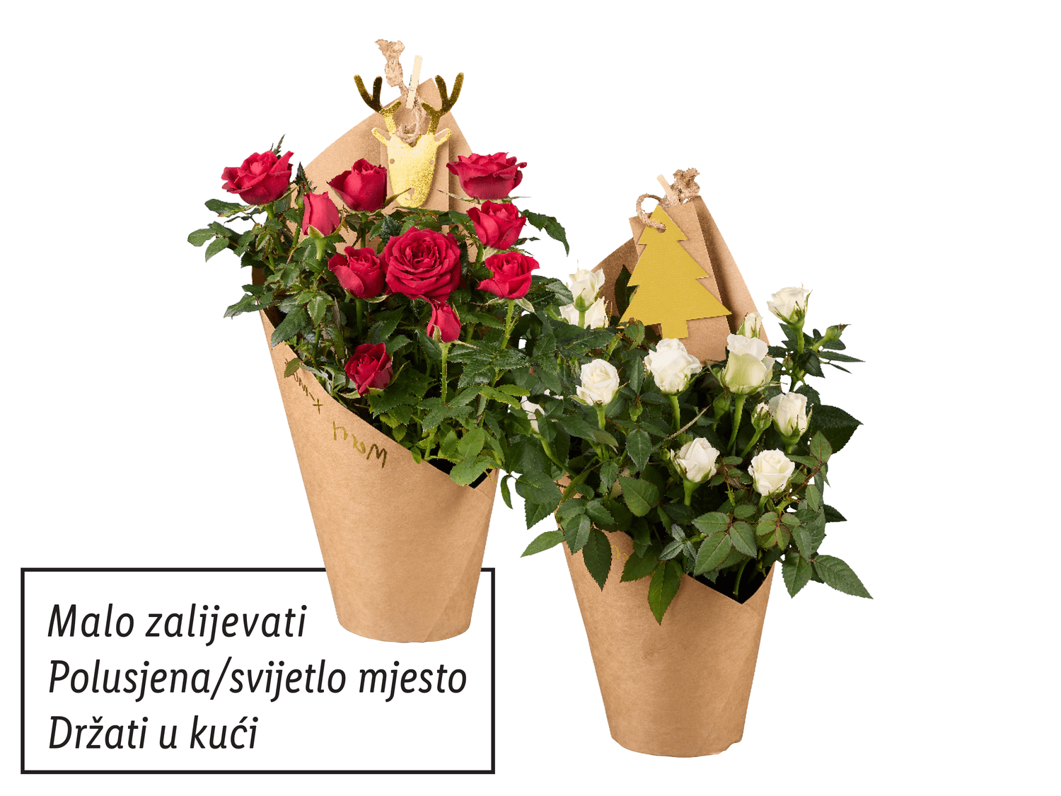 Ruža lončanica Komad