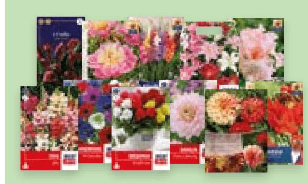 Lukovice cvijeća 1 kom - Akcija u trgovini Spar