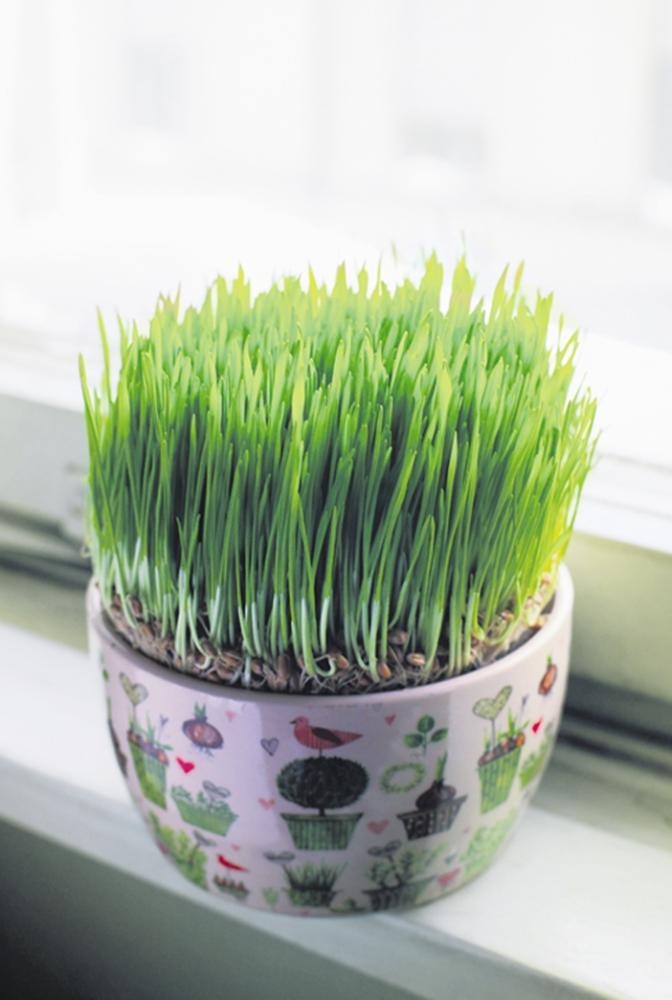 Božićna pšenica posijana Ø 17 cm