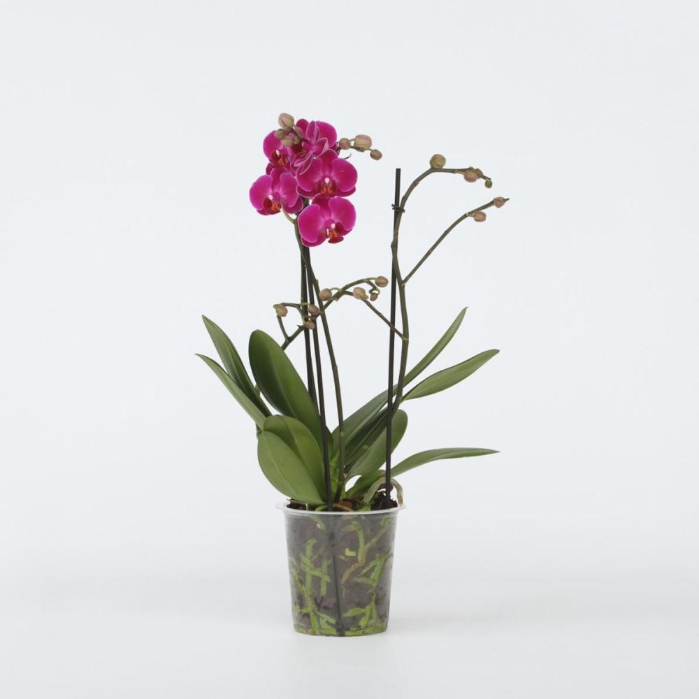 Phalaenopsis 2 grane, 12cm, kom - Akcija u trgovini Konzum
