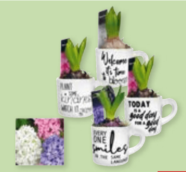 Zumbul Funny Mug 1 kom - Akcija u trgovini Spar