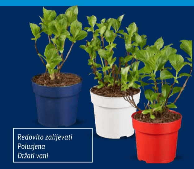 Hortenzija Komad - Akcija u trgovini Lidl