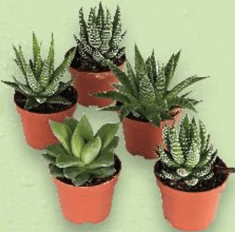 Mini sukulenti Komad - Akcija u trgovini Lidl