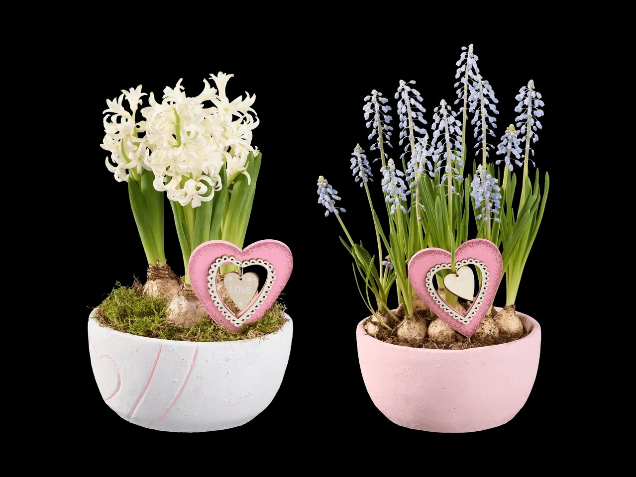 Lukovice aranžman Komad - Akcija u trgovini Lidl