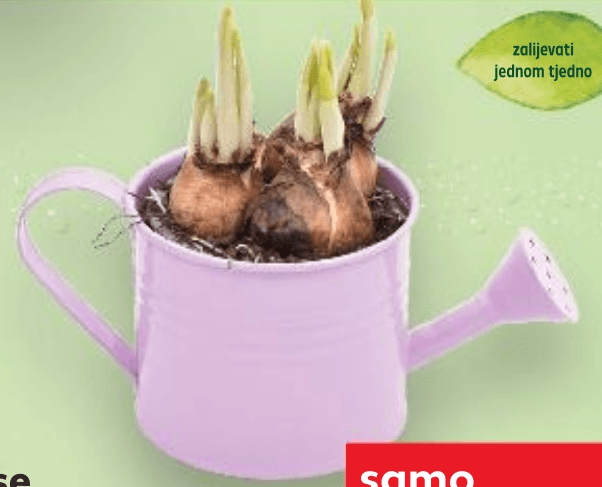 Narcise komad - Akcija u trgovini Kaufland