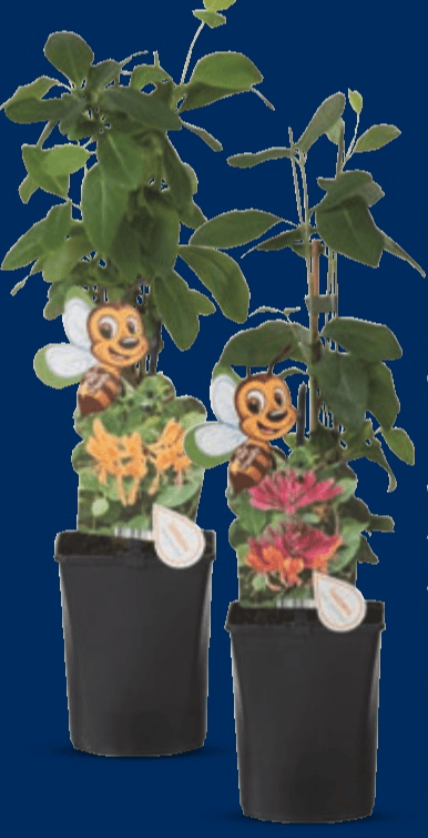 Penjačica mix Komad - Akcija u trgovini Lidl