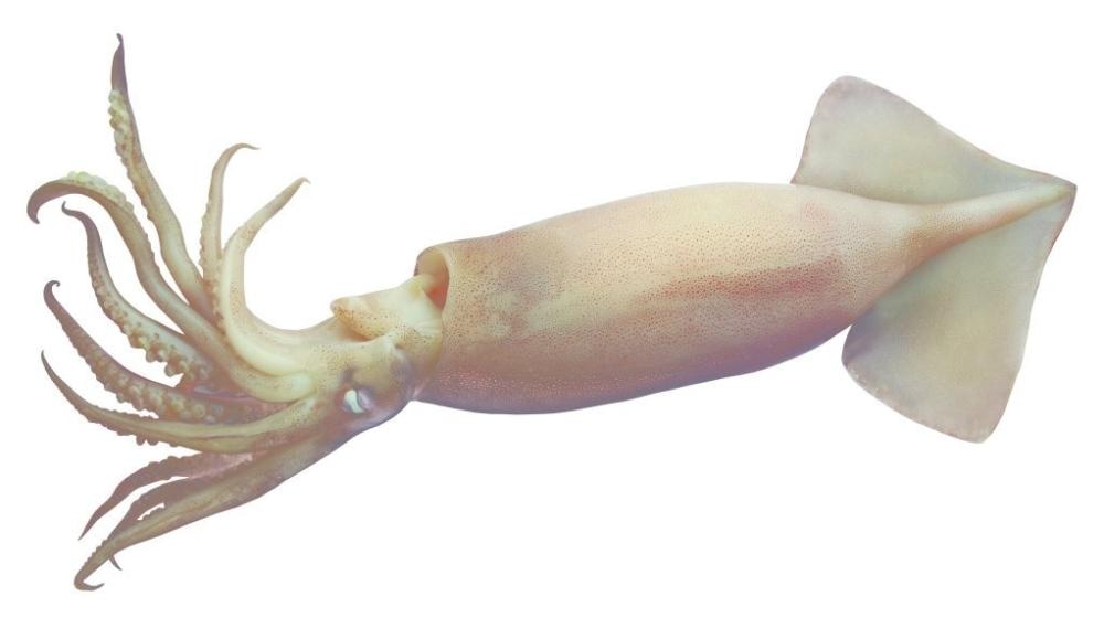 Atlantski lignjun 1 kg - Akcija u trgovini Spar