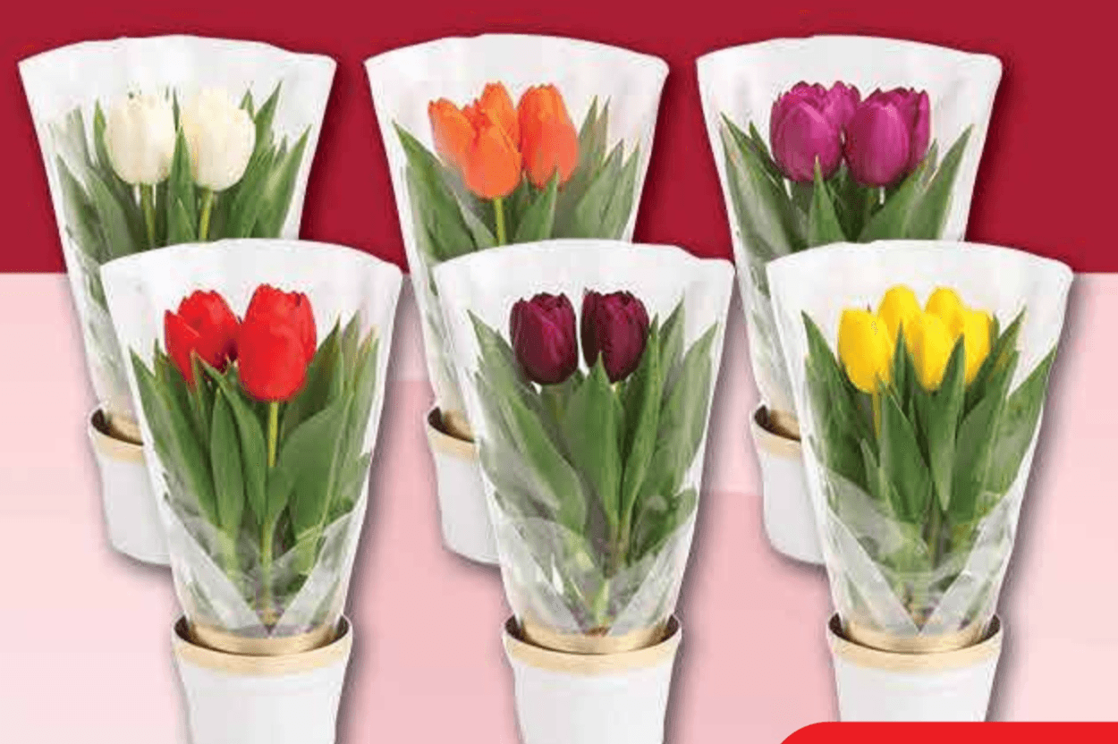 Mini tulipan Ø 10 cm, 25 cm - Akcija u trgovini Plodine