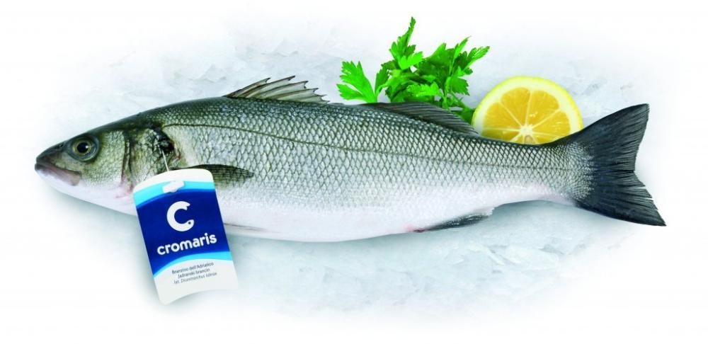 Svježi brancin LLL Cromaris 1 kg Cromaris