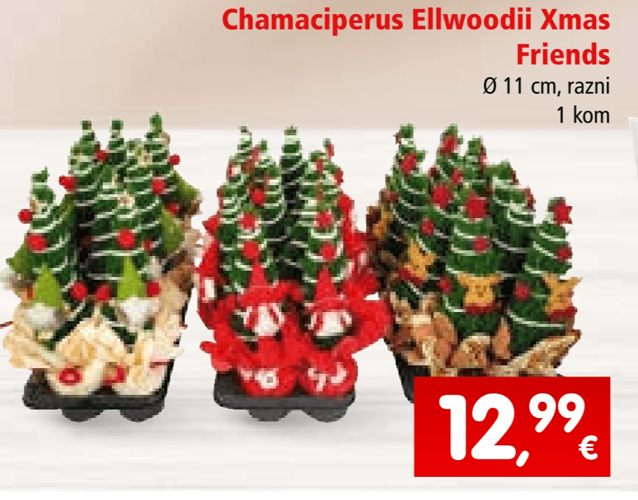 Chamaciperus Ellwoodii Xmas Friends 1 kom