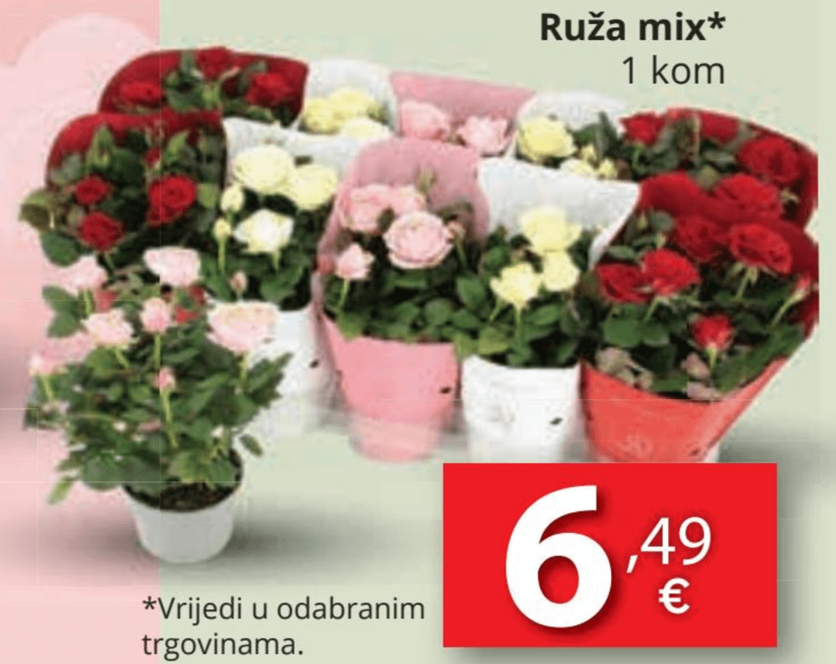 Ruža mix 1 kom - Akcija u trgovini Djelo