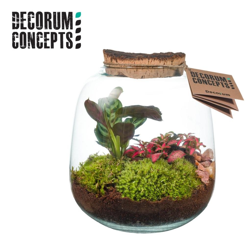 Terrarium Arrangement 1 kom - Akcija u trgovini Konzum